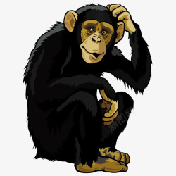 黑色的猩猩黑色挠头的大猩猩高清图片