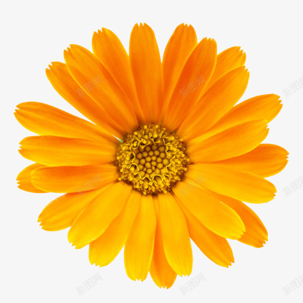 橙色有观赏性菊科一朵大花实物png图片免费下载 素材0ijqqaque 新图网