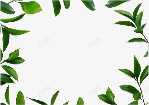 植物边框png免抠素材_新图网 https://ixintu.com 树叶 植物底纹 绿色叶子 边框