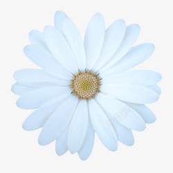创意花卉花朵海报背景白色素材