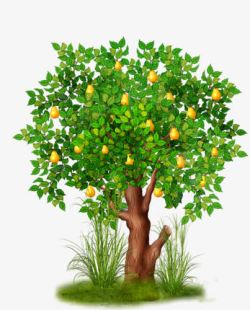 手绘橘子树素材
