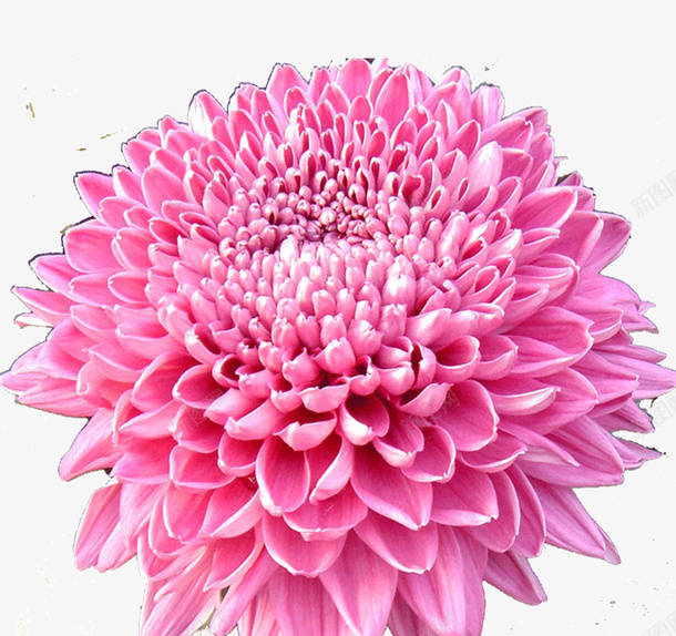 粉红色的花psd免抠素材_新图网 https://ixintu.com 粉红色的 花