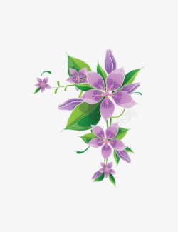 紫色的五瓣花素材