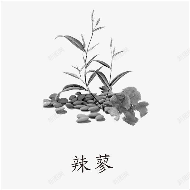 辣蓼png免抠素材_新图网 https://ixintu.com 中药 本草纲目 草药 药材