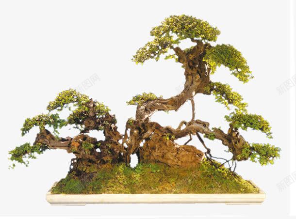 山顶上的小树png免抠素材_新图网 https://ixintu.com 小树 山顶 树木