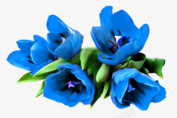 蓝色鲜花素材