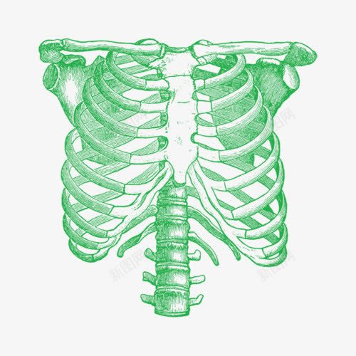 绿色人类骨胳png免抠素材_新图网 https://ixintu.com png 免抠素材 绿色 肋骨 装饰素材 锁骨 骷髅架