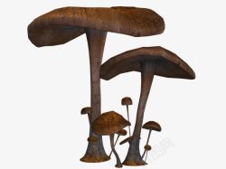 褐色大蘑菇素材