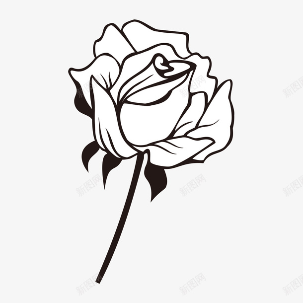 白色的玫瑰花png免抠素材_新图网 https://ixintu.com png图形 png装饰 手绘 植物 玫瑰花 装饰