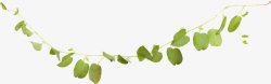 藤曼植物绿色藤曼装饰高清图片