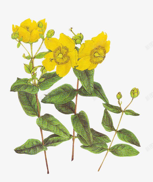 手绘黄色花朵复古植物png免抠素材_新图网 https://ixintu.com 复古 植物 花朵 黄色