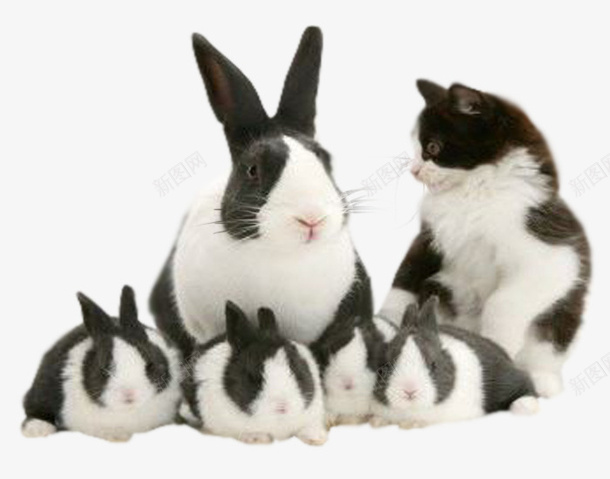 动物手绘兔子和猫png免抠素材_新图网 https://ixintu.com 兔子 动物图案 动物图片素材 动物素材 卡通动物 卡通素材 可爱 猫