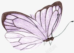 手绘紫色的蝴蝶图素材