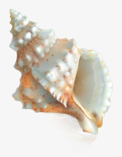 海螺片素材