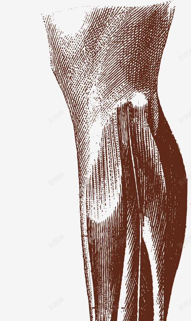 腿部肌肉器官图png免抠素材_新图网 https://ixintu.com 人体 人体器官 人体躯干 人的肢体 卡通人体 卡通肢体 器官 四肢 躯体