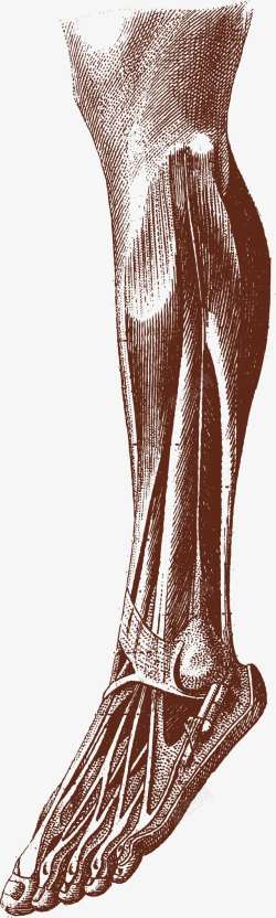 腿部肌肉腿部肌肉器官图高清图片
