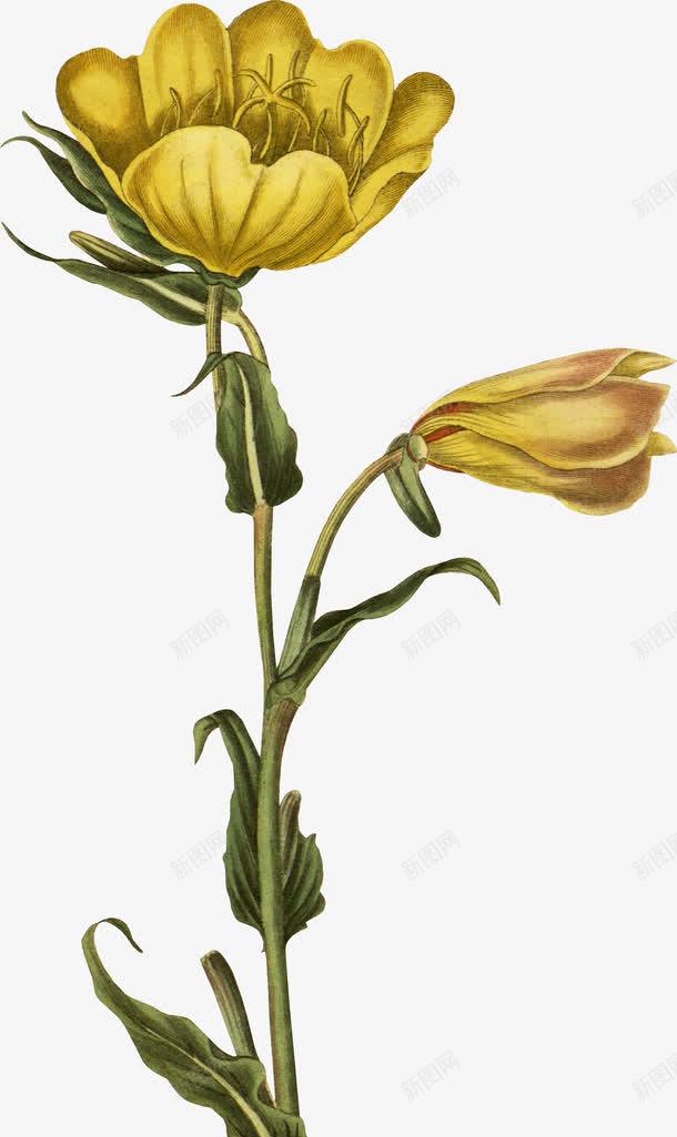 黄的小花png免抠素材_新图网 https://ixintu.com 植物 花卉 花朵 花朵装饰 食物花朵 黄色花