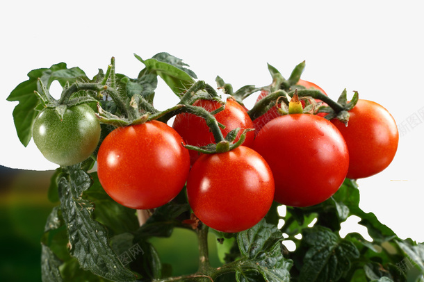 一串西红柿番茄png免抠素材_新图网 https://ixintu.com 一串西红柿 番茄 蔬菜