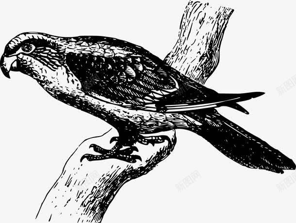 树枝上的鸟png免抠素材_新图网 https://ixintu.com 动物 树木 树枝 矢量素材 野生动物 鸟 黑白