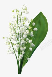 白色花朵绿叶壁纸png免抠素材_新图网 https://ixintu.com 壁纸 白色 绿叶 花朵