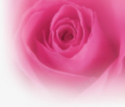 粉色玫瑰花心七夕素材