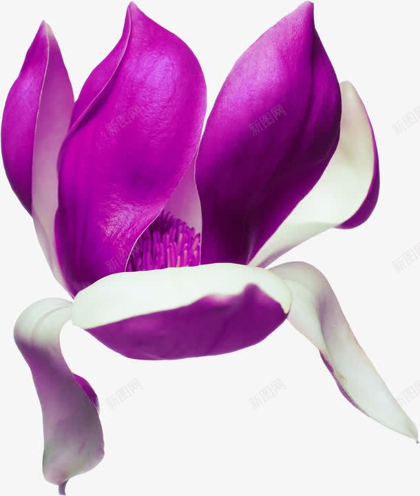 紫色唯美花朵装饰png免抠素材_新图网 https://ixintu.com 紫色 花朵 装饰 设计
