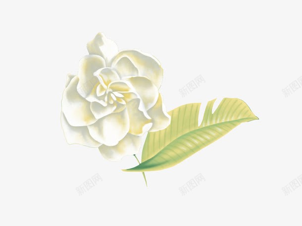 手绘白色鲜花png免抠素材_新图网 https://ixintu.com 叶子 手绘鲜花 植物 水彩 白色的花 鲜花