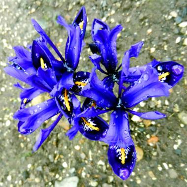 蓝色唯美花朵植物背景