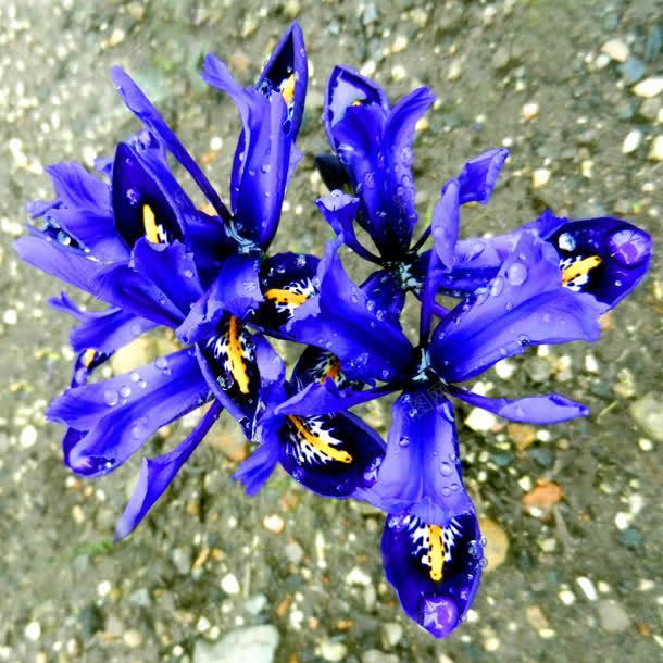 蓝色唯美花朵植物jpg设计背景_新图网 https://ixintu.com 植物 花朵 蓝色