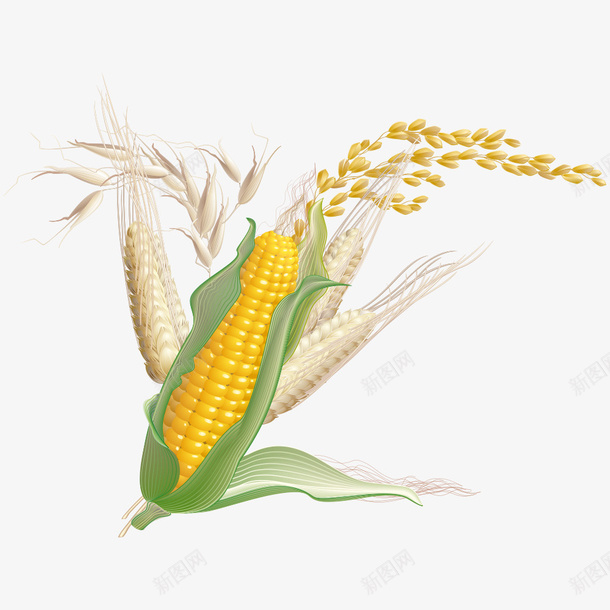玉米png免抠素材_新图网 https://ixintu.com 卡通玉米 玉米 粮食 苞米 苞谷 食物 餐饮