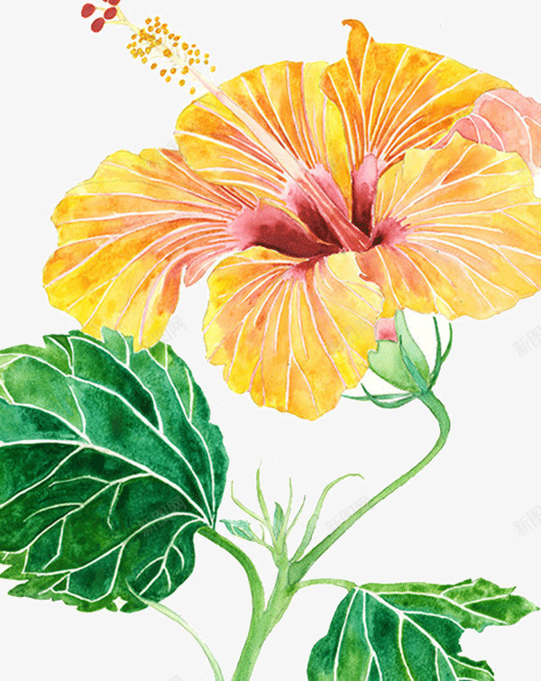 创意水彩花卉插画png免抠素材_新图网 https://ixintu.com 创意 彩绘 彩色 手绘 植物 水彩