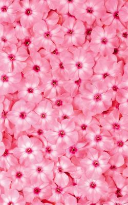 中秋节全屏海报粉色花卉全屏海报背景高清图片