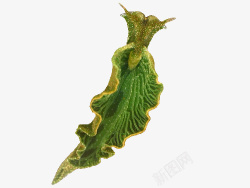 藻植物绿叶海蜗牛高清图片