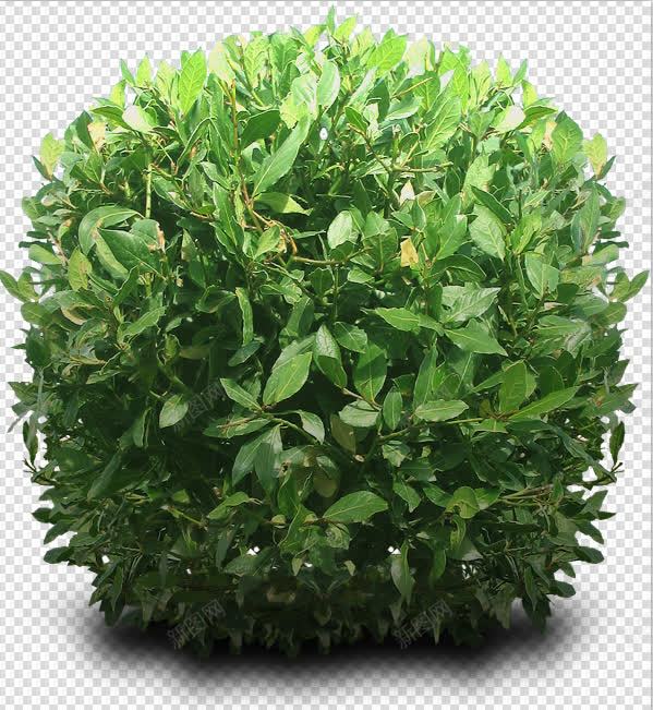 绿色植物树png免抠素材_新图网 https://ixintu.com 素材 绿色植物