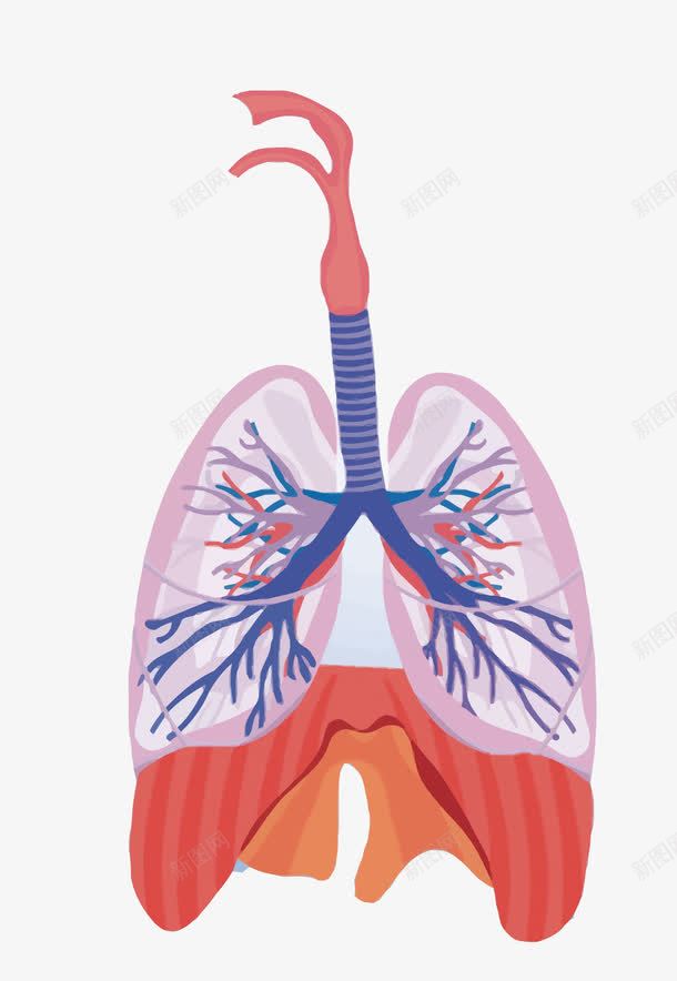 肺部png免抠素材_新图网 https://ixintu.com PNG PNG免费下载 PNG图片 健康 医疗 卡通 肺