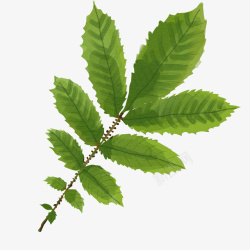 手绘植物绿叶素材
