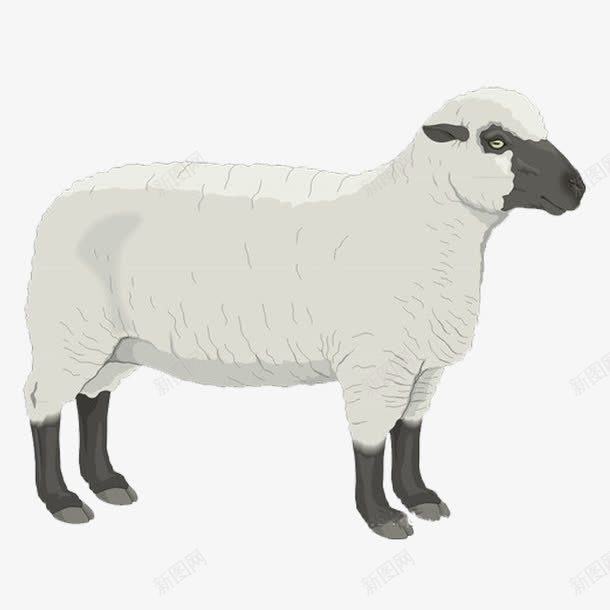 淡定的绵羊png免抠素材_新图网 https://ixintu.com 动物 山羊 绵羊 羊毛