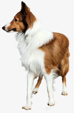 名犬可爱的苏牧犬高清图片