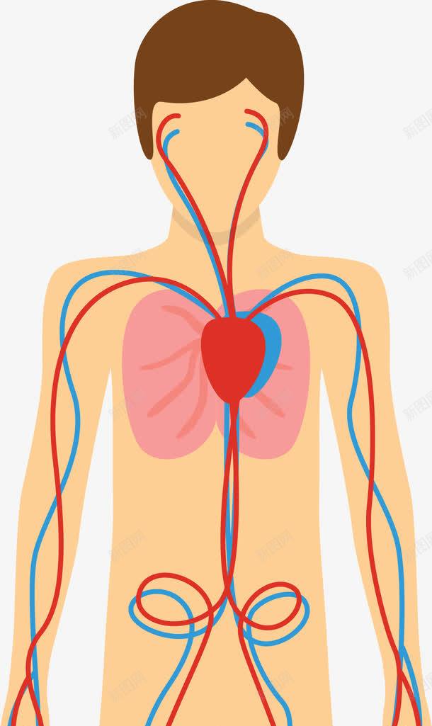 人体器官png免抠素材_新图网 https://ixintu.com 人体 人体器官 人体躯干 人的肢体 卡通人体 卡通肢体 器官 四肢 女人躯体 男性躯体 躯体