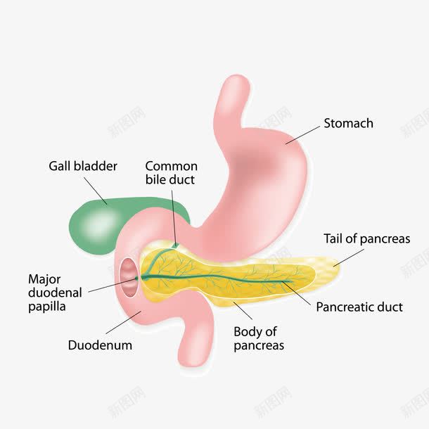 人体的胃png免抠素材_新图网 https://ixintu.com 人体的胃 器官 解剖