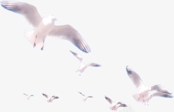 一群拍摄和平鸽效果姿势素材