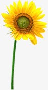 黄色创意手绘向日葵花朵素材