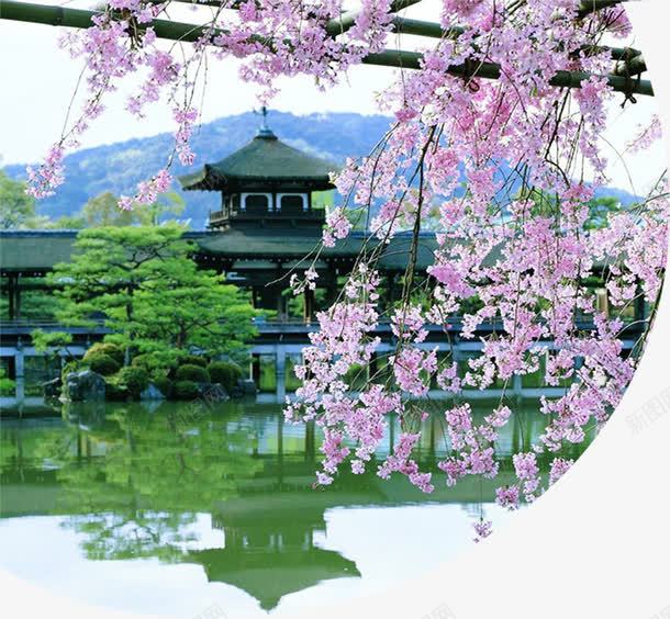 粉色花朵夏季风景png免抠素材_新图网 https://ixintu.com 夏季 粉色 花朵 风景