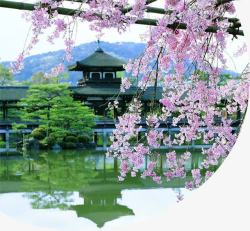 粉色花朵夏季风景素材