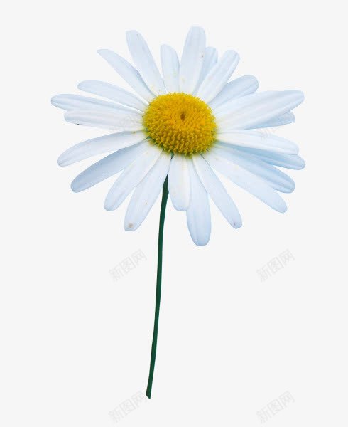 白色向日葵花朵植物png免抠素材_新图网 https://ixintu.com 向日葵 植物 白色 花朵