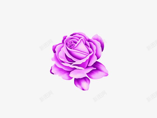手绘紫色鲜花png免抠素材_新图网 https://ixintu.com 手绘鲜花 植物 水彩 紫色玫瑰 鲜花