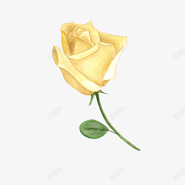 手绘卡通一朵黄色玫瑰png免抠素材_新图网 https://ixintu.com 一朵黄色玫瑰 卡通 手绘 花卉 花朵 装饰