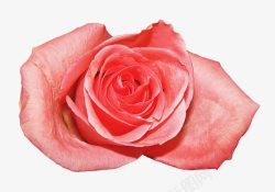 一朵粉色玫瑰花素材