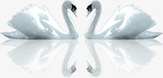 白色天鹅摄影角度png免抠素材_新图网 https://ixintu.com 天鹅 摄影 白色 角度