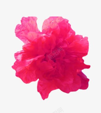 一朵玫粉色的花png免抠素材_新图网 https://ixintu.com 一朵 玫粉 花